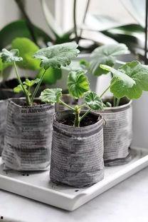 树叶白衣最新爆料,揭秘娱乐圈惊人内幕  第2张